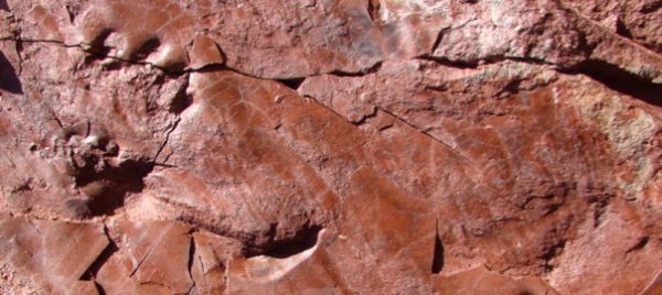 El Pallars Jussà alberga les petjades fòssils més antigues de Catalunya